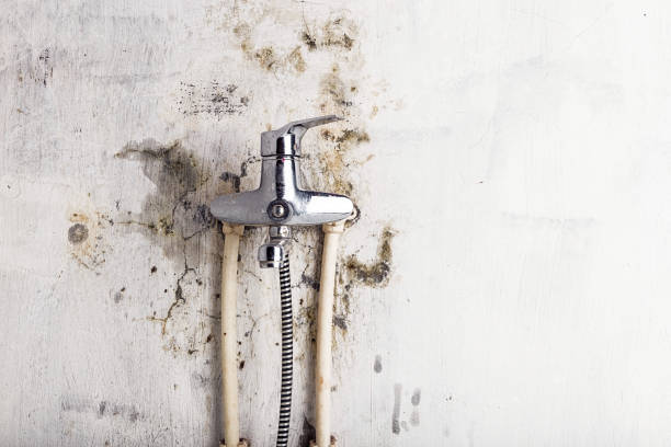 Professional Mold Removal in Garrett, IN