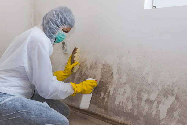 Mold Removal and Inspection in Garrett, IN