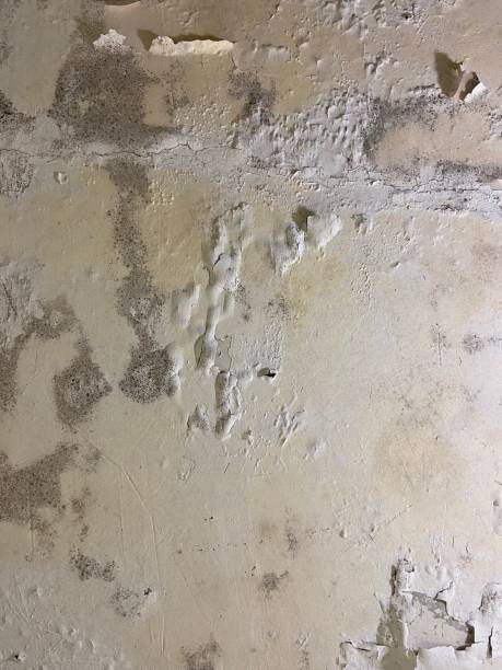 Best Local Mold Removal Service  in Garrett, IN