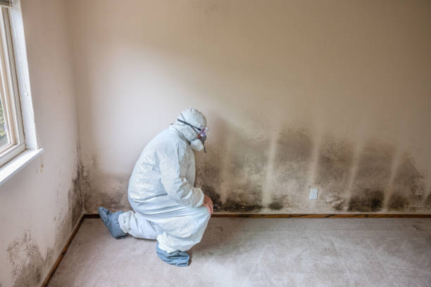 Best Attic Mold Removal  in Garrett, IN