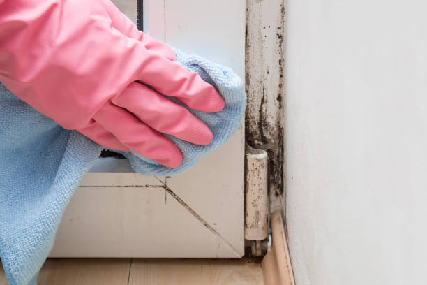 Mold Testing and Removal in Garrett, IN